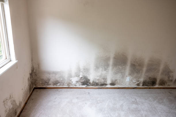 Trusted Morristown, NJ Mold Removal Experts